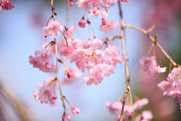 嵐山のシダレザクラ