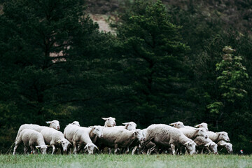 Troupeau de brebis dans un champ en campagne
