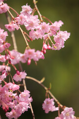 嵐山のシダレザクラ