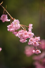 嵐山のシダレザクラ