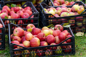Ripe juicy red apples lie in a plastic box in the garden. Summer sunny day in the fruit garden. Man puts box with freshly picked apples.