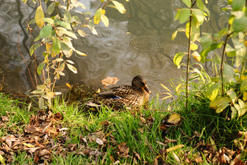 Duck pond in public park. Wild female duck on water. Autumn scenery.