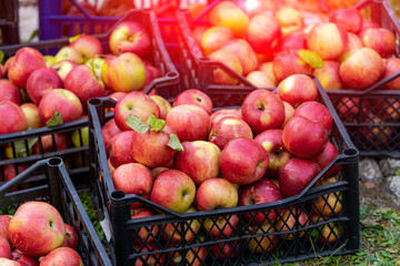 Organic ripe red apples in plastic box. Fall harvest cornucopia in autumn season. Fresh fruit on the green grass. Boxes with apples one at another.