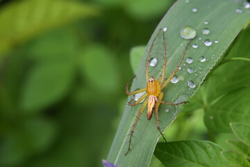 spider on leaf