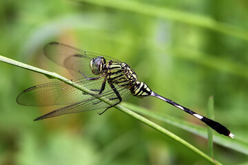 close up of dragonfly