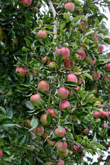 Belles pommes en automne en France