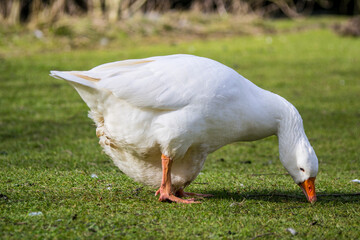 white goose on a green grass