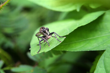 robber fly eating on leaf