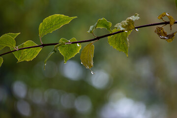 Green leaves with rain drops on horizontal branch telephoto close up shot