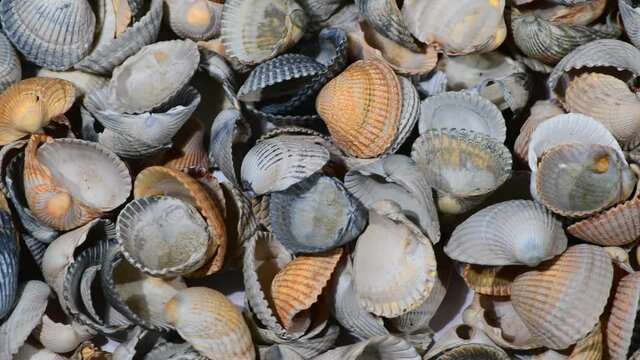 parallel tracking over a heap of seashells