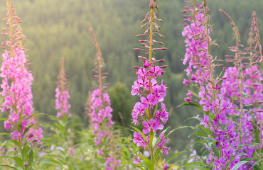 Bright flowers of narrow-leaved cypress (chamaenerion angustifolium, or epilobium angustifolium) in the Altai mountains. Altai Republic, Siberia, Russia.