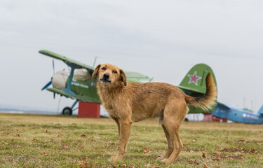 A homeless red-haired dog at the airfield at the background of old aircraft