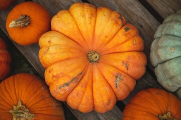 Pumpkins and squashes harvest for fall autumn festival in October and November.
