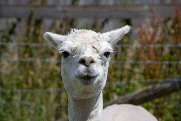 Obraz premium cute alpaca posing for the camera