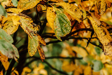 Blue Ridge Parkway Mountains Tree Leaves