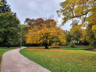 Laubbaum mit gelben Blättern im Hofgarten Bayreuth nahe der kleinen Insel im Herbst bei Tag. 2020. Perspektive 2
