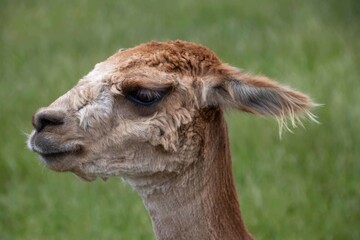 pretty alpaca posing for the camera