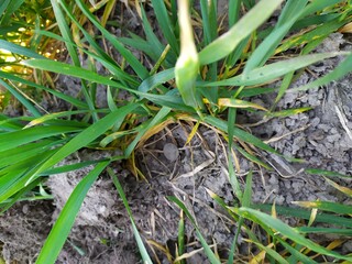 sprout in the ground