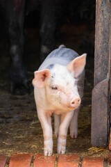 pretty piglet venturing outside into the sunshine