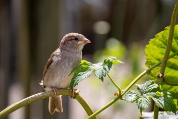 sparrow perched on a bramble with a grub in it's beak