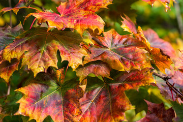 Colorful maple leaf's in autumn. Autumn colors background.