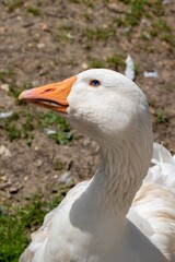 beautiful  goose posing for the camera