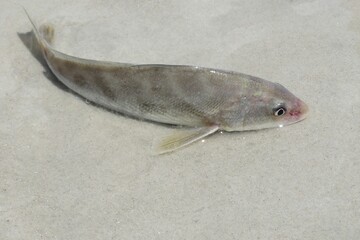 Ocean fish on sand background in Atlantic coast of North Florida