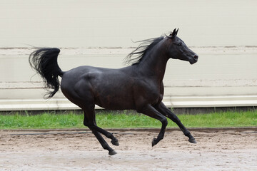 Beautiful black arabian horse runs free in paddock on the sand background