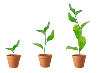 Three plants in soil