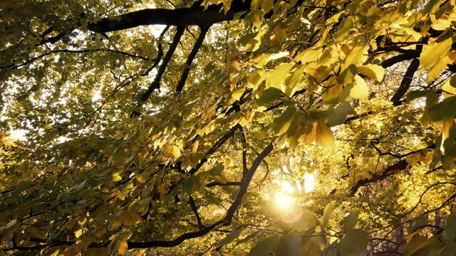 Tracking shot along backlit golden yellow autumn leaves on tree against sun in October
