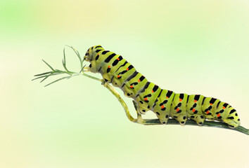 Caterpillar on grass isolated on  background