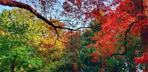 autumn leaves background