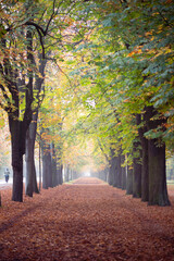 Autumn avenue in Vienna with colorful foliage, leaves on the ground and foggy background. Prater...