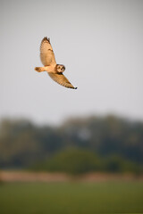 Short-eared owl flyes above field