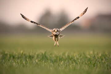 Short-eared owl flyes above field