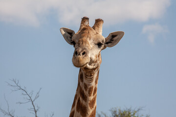 Giraffe portrait