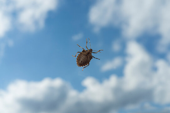 Halyomorpha halys, the marmorata bedbug