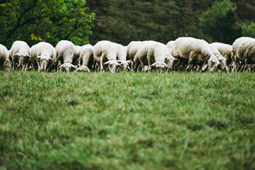 Troupeau de brebis dans un champ en campagne