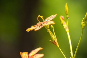 Macro - Planta - Galho - Mato - Sitio - Flor