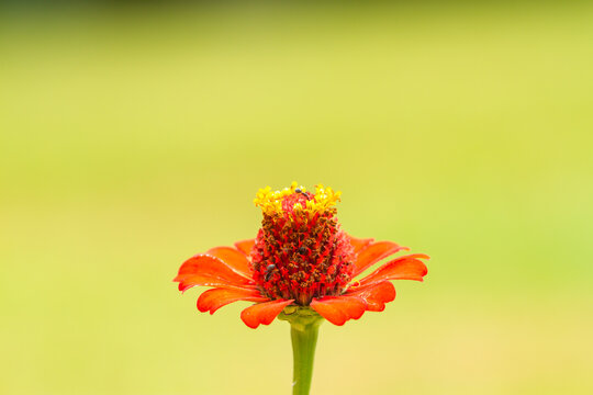 Macro - Planta - Galho - Mato - Sitio - Flor