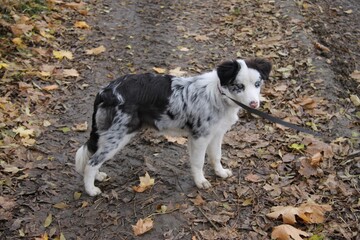 blue merle border collie dog, puppy, blue eyes, pink nose