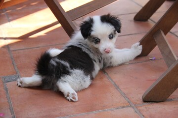 Fototapeta na wymiar blue merle border collie dog, puppy, blue eyes, pink nose