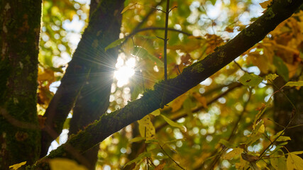 sun shining through trees in the autumn