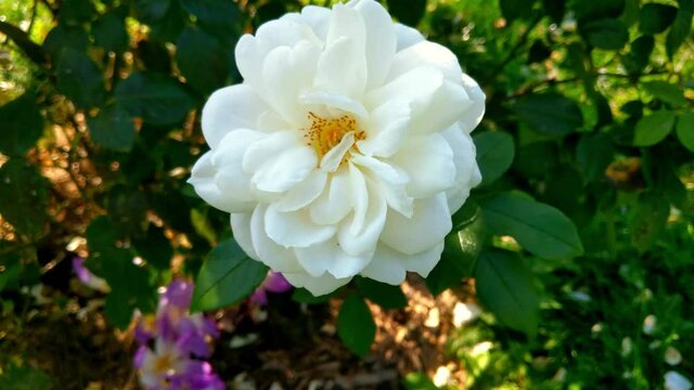 Top view of a white rose flower in the garden.