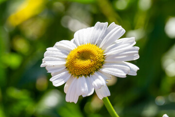 Obraz premium Macro - Planta - Galho - Mato - Sitio - Flor