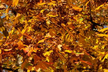 autumn leaves background
