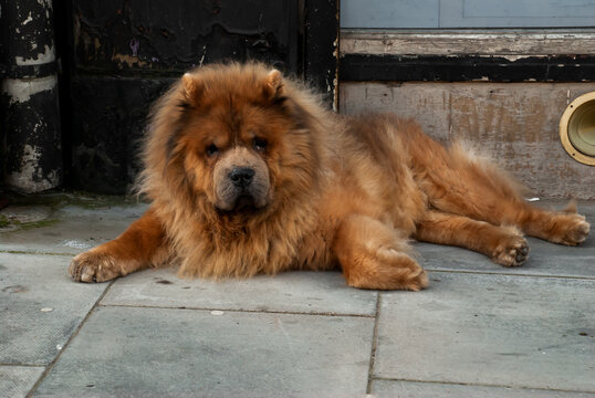 Brown chow chow sad dog lies on the doorstep of the house awaiting the arrival of the owner. No focus, specifically.
