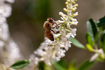 Macro - Planta - Galho - Mato - Sitio - Flor - Abelha