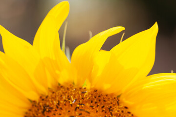 Macro - Planta - Galho - Mato - Sitio - Flor