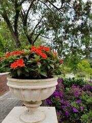 red flowers in a garden